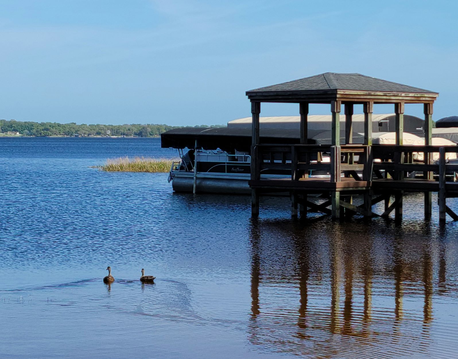 Wood ducks paddle with contentment around Lake Minneola, Florida