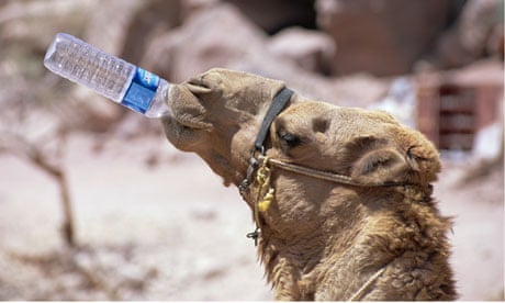 Camel drinking water from a water bottle