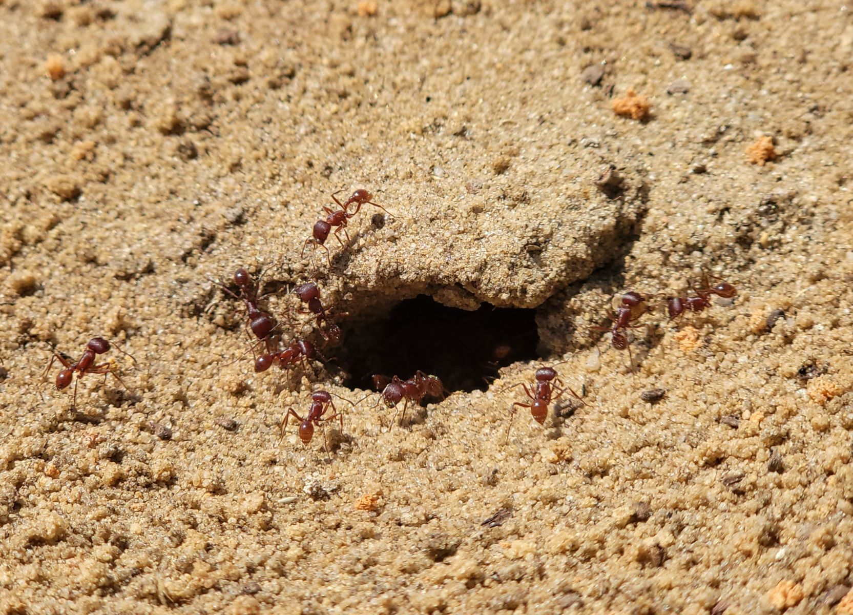 Ants labor to excavate tunnels, protect the nest, and care for young.