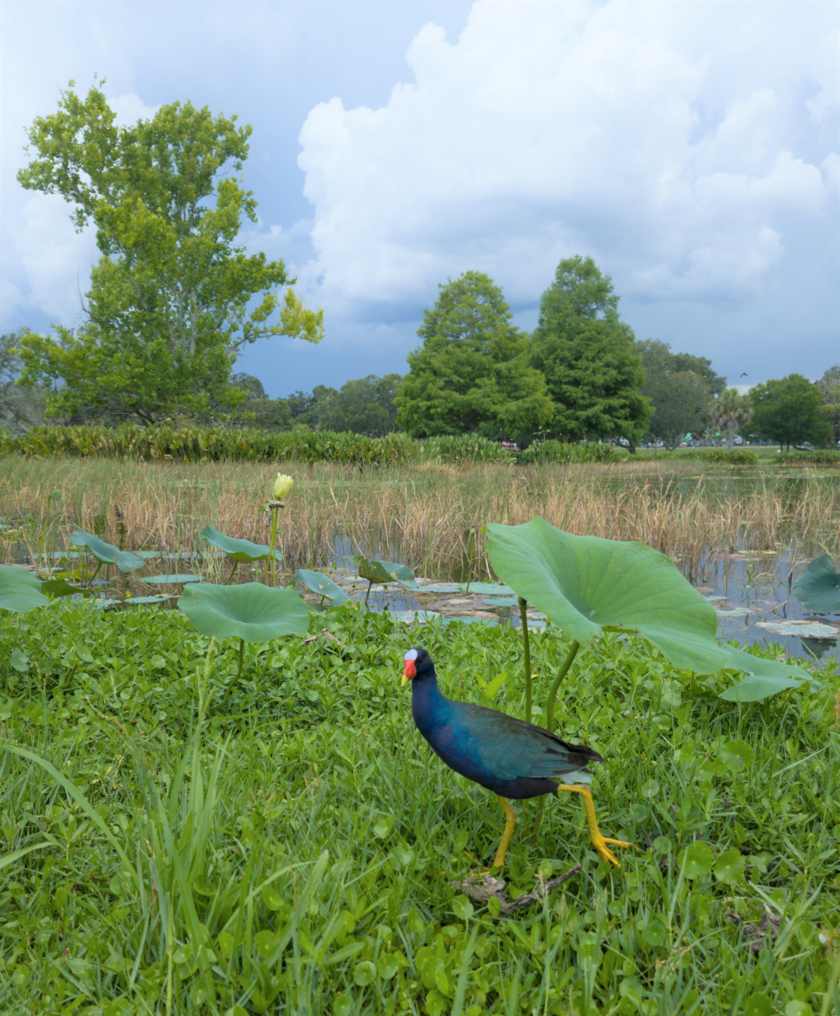 Common gallinule rushes to an appointment