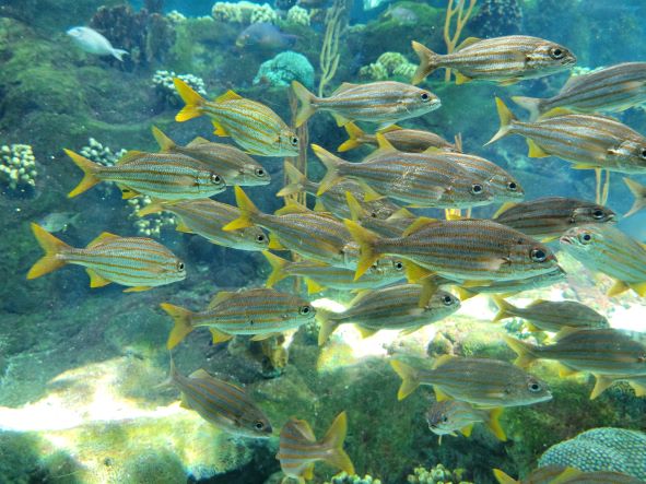 Fish swim in schools for protection against predators 