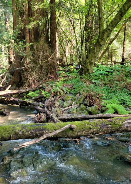 Muir Woods in California features ancient coast redwoods and the Redwood Creek