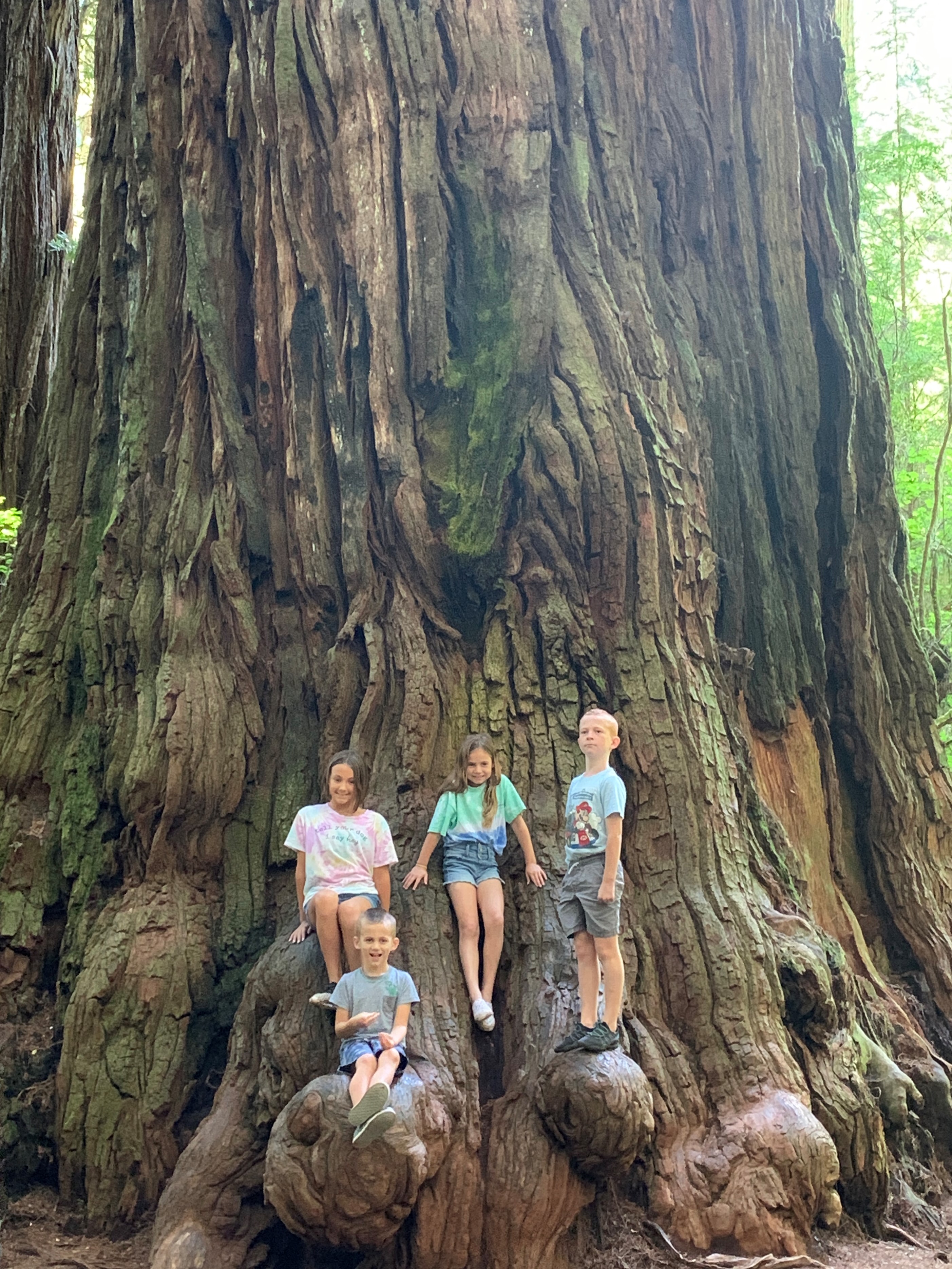 The Johnson grandchildren climbing on a redwood while on a family trip