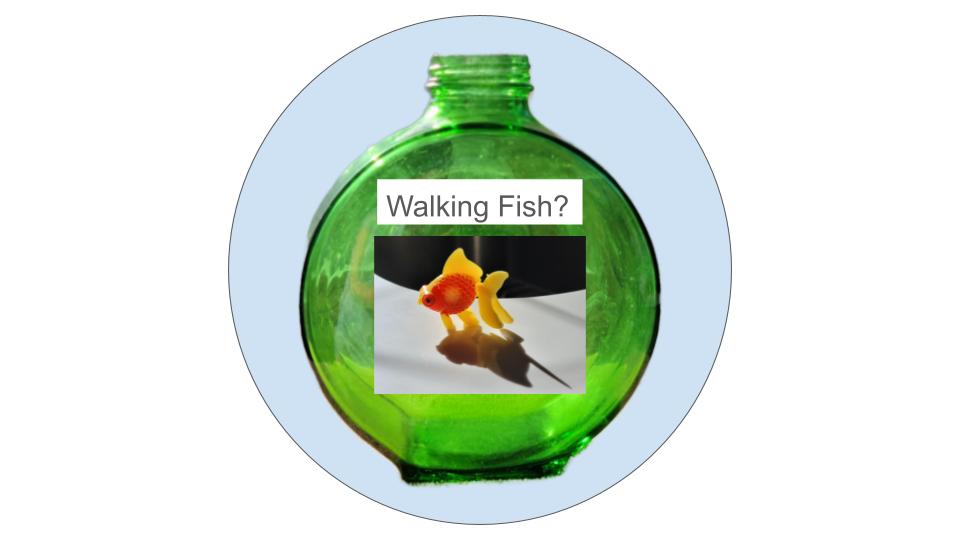 Walking catfish can travel over land!