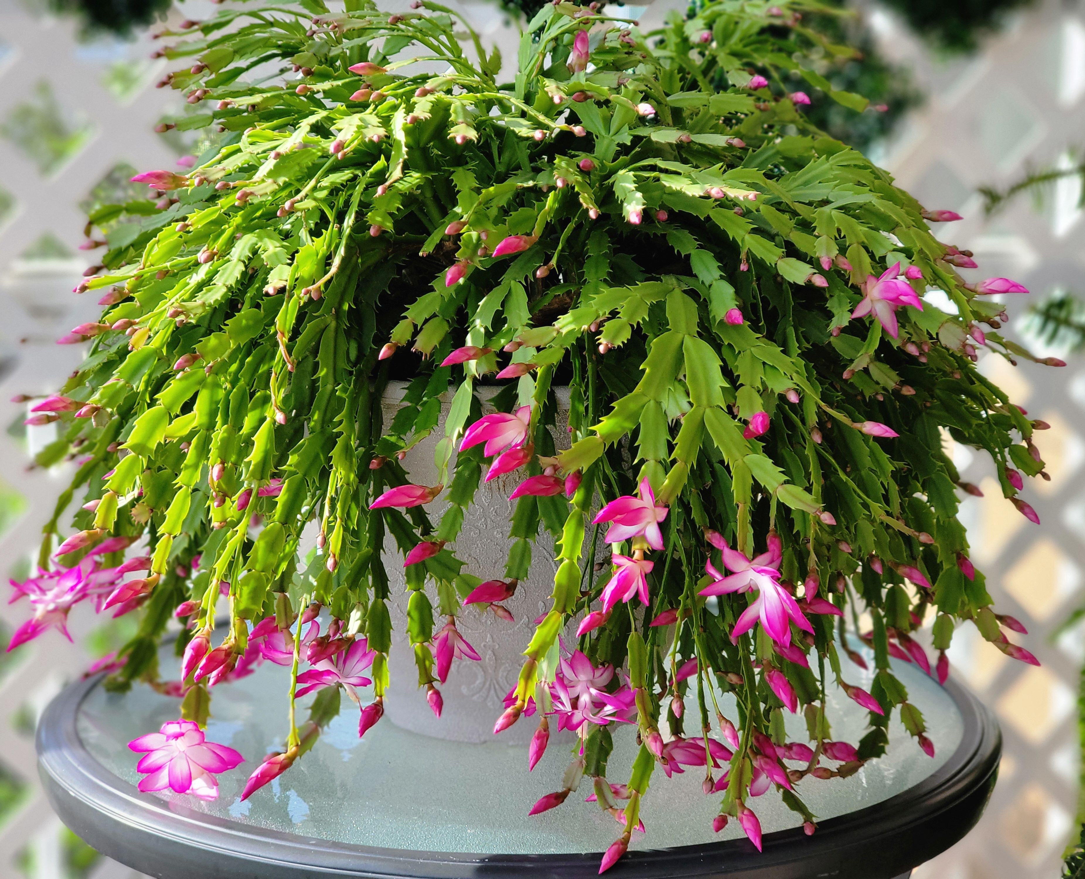 Christmas cactus bloom in winter.