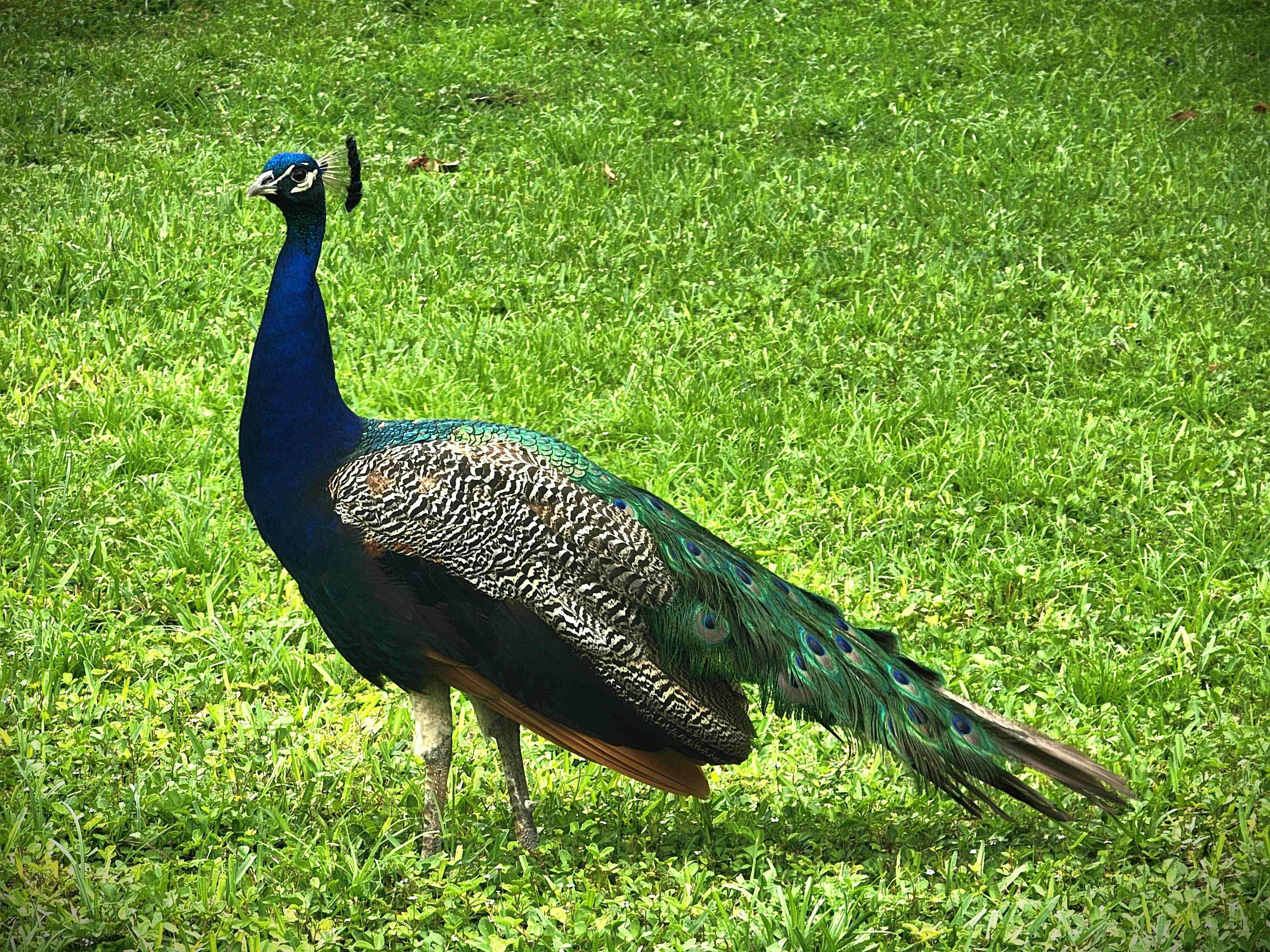 This peacock strolls around the neighborhood looking good.