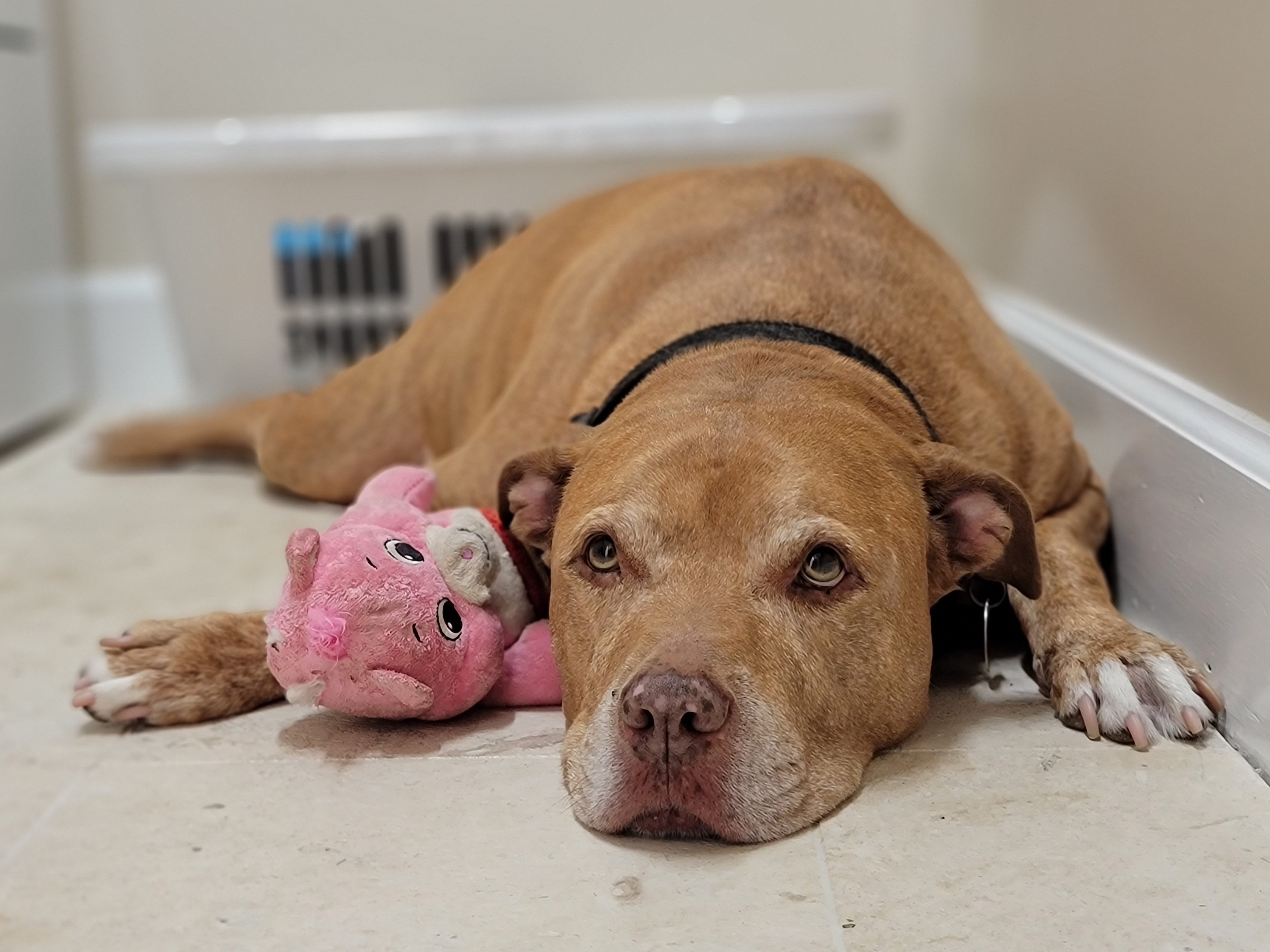 Red hides in the laundry room during thunderstorms.